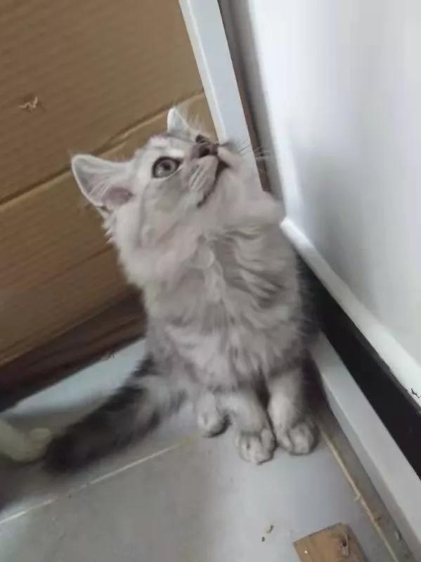 北京朝陽貓姥姥重病小貓咪尋求幫助(不接受捐款) 北京朝陽貓姥姥重病小貓咪尋求幫助(不接受捐款)