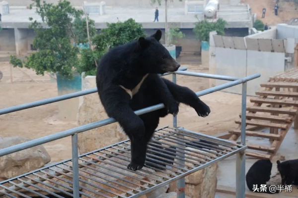 “活熊取膽”慘無人道，為何我國仍然允許從活熊體內取膽汁？