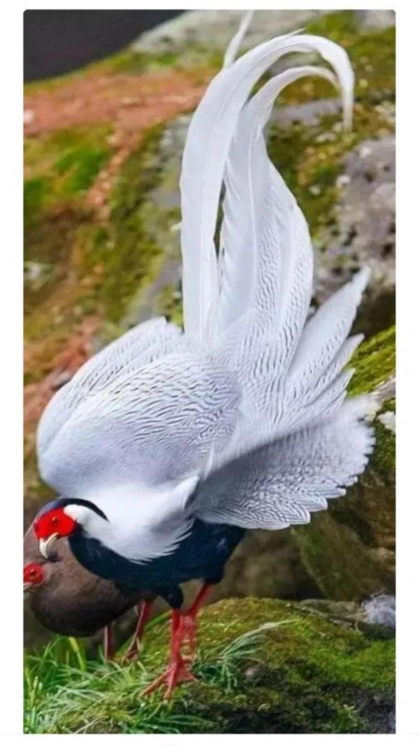 分享&mdash;&mdash;天生麗質的鳥兒