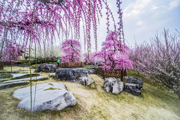 科普一下梅花：垂枝梅