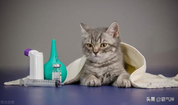 天氣冷了，貓主子流鼻涕是感冒還是鼻支了？這樣來區分和預防