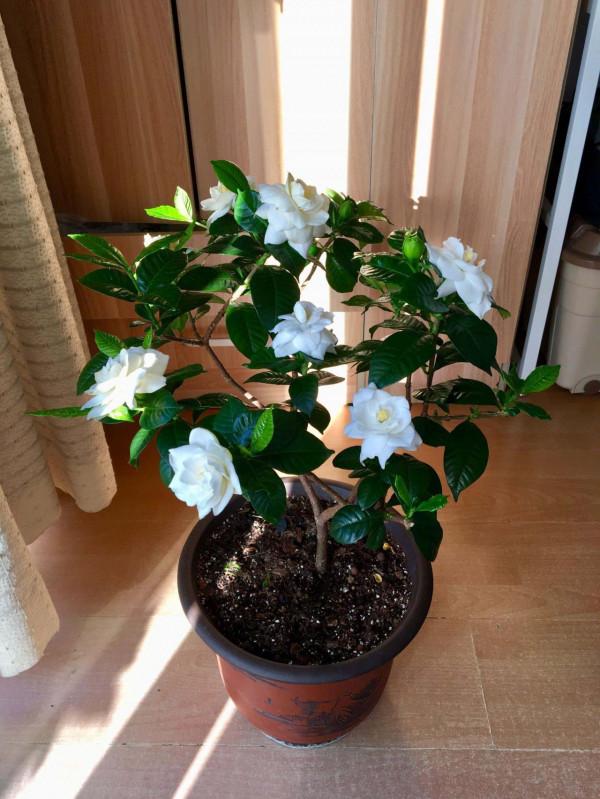 過年買花“避坑”指南，這6種花，再漂亮也別買，買回家浪費錢