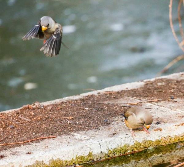 蠟嘴鳥與白頭鵯和諧相處，親密友好