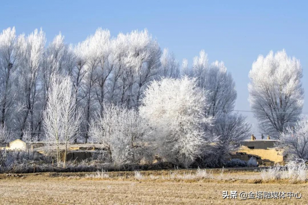 最美霧凇！來金塔看一場樹與冰雪的奇緣