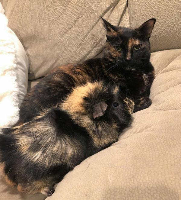 50只有其他媽媽兄弟的可愛動物