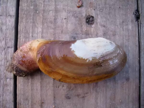 買海鮮究竟有哪些技巧，如何挑選新鮮的海鮮？如何區分優劣？