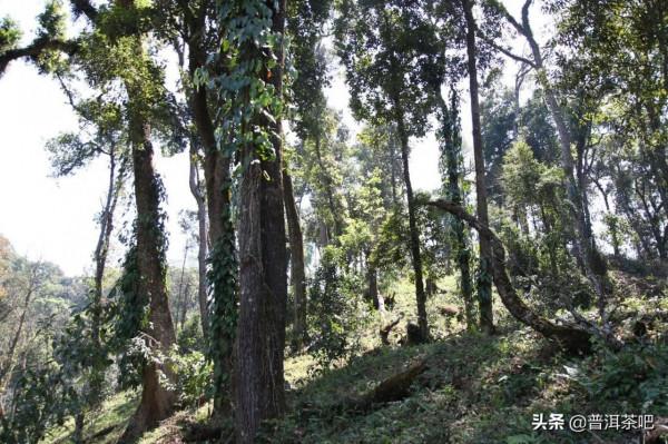 易武微小產區——天門山