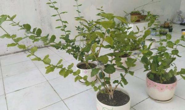 秋天養茉莉,3個“要點”要牢記,不然黃葉,落葉子,拖拉一米長 秋天養茉莉,3個“要點”要牢記,不然黃葉,落葉子,拖拉一米長