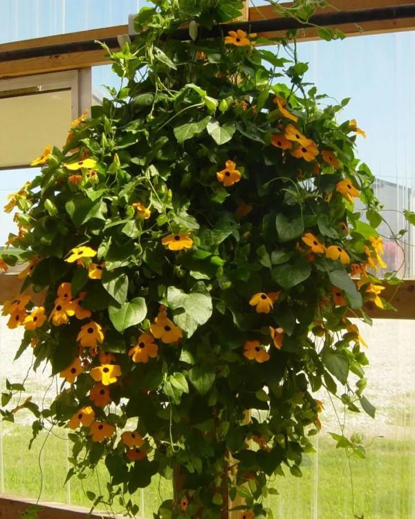 9種很適合用吊籃養的開花植物,掛在朝南陽臺就能養好 9種很適合用吊籃養的開花植物,掛在朝南陽臺就能養好