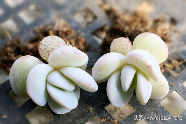 想讓多肉一盆變多盆，試試“三方法”，快速生根，輕鬆繁殖一大片