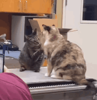 用“鹹貓手”摸遍醫院上下！愛社交的狸花，真的好可怕啊啊啊