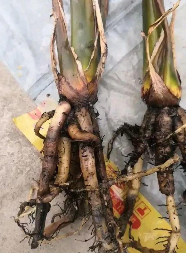 大葉子耐陰花，室內一定養，葉子比臉大，真涼快