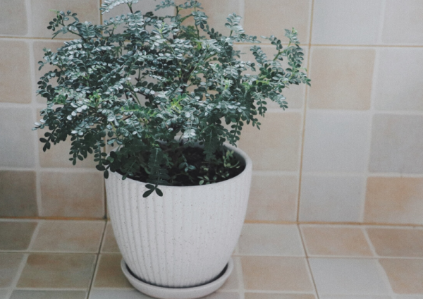 家庭養花場地小，不如就盆栽這4種，香味好聞，很容易養好