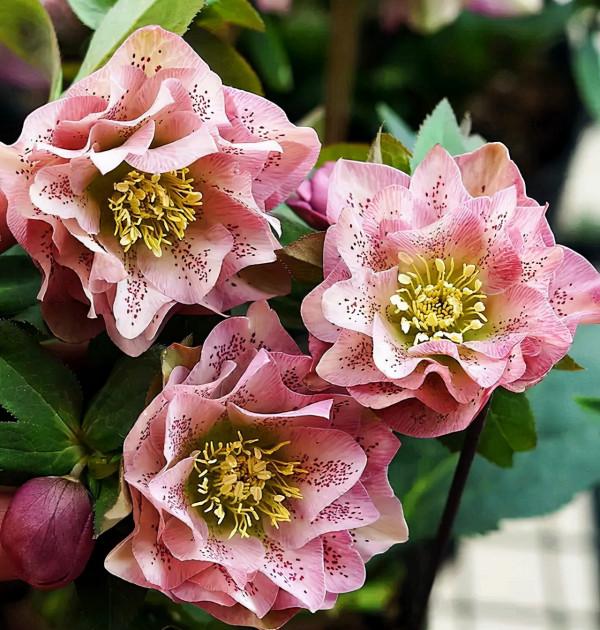 適合立冬後養的“9種花”,喜歡溫涼愛開花,有的花美,有的花香 適合立冬後養的“9種花”,喜歡溫涼愛開花,有的花美,有的花香