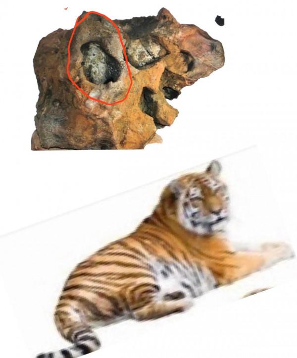 葡萄瑪瑙象形奇石，臥姿有點像老虎