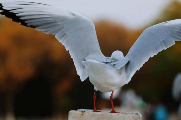 西北塞上江南——秋天