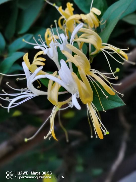 8種“安全花”，家裡有老人孩子孕婦都能養，反而清新養人