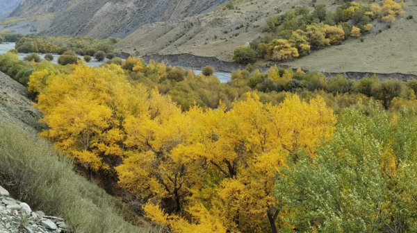 孟克德：金黃暴擊，意外心動