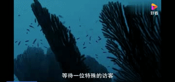 有趣的鮣魚，海洋裡的“狗皮膏藥”，逮誰粘誰