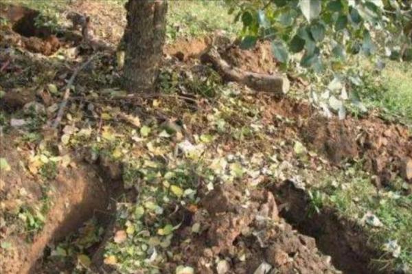 果樹秋肥施不對，花錢又受罪，如何科學合理地秋施基肥？