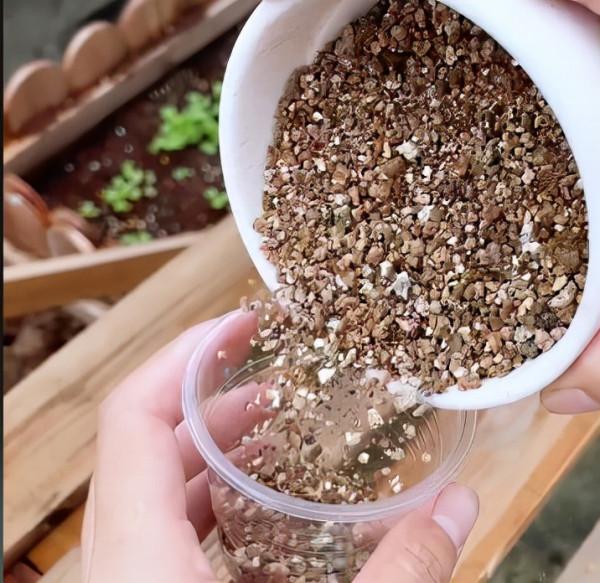 金魚吊蘭萬能扦插法，學會再也不用買花了