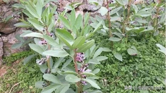 這14種豆類糧食你見過幾種，吃過幾種呢？很多人分不清是什麼豆子