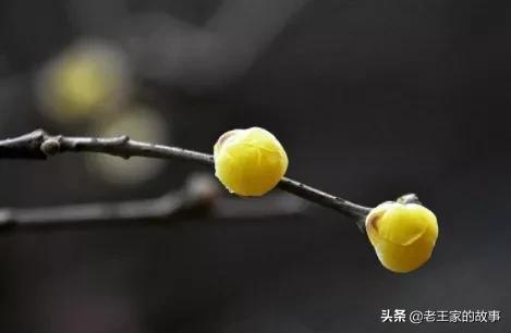 人有千算，天則一算