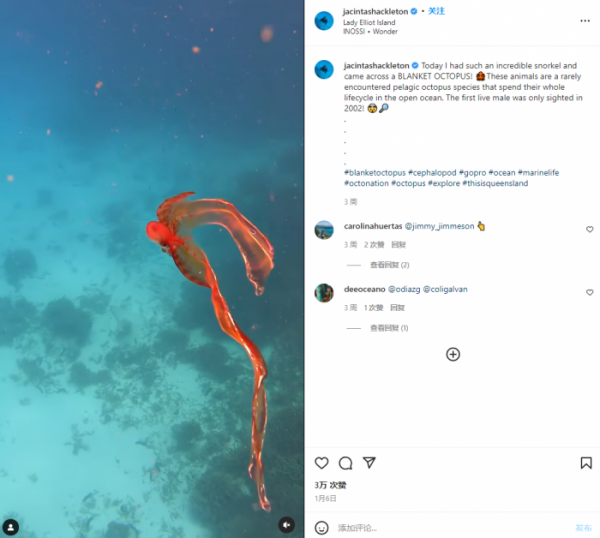 海洋生物學家拍攝到美麗而罕見的毯子章魚的影片