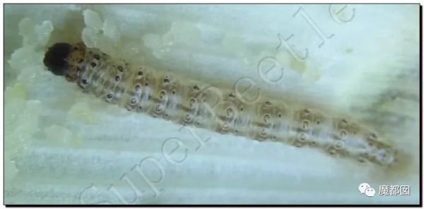 崩塌吐了！麥當勞餐盤不洗、食材過期、奶漿漏3天還繼續用