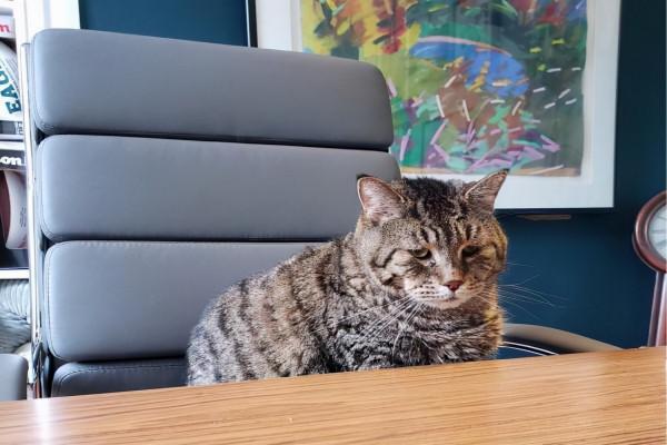 狸花貓長到了22斤後，被拋棄在收容所，網友：真不配當主人