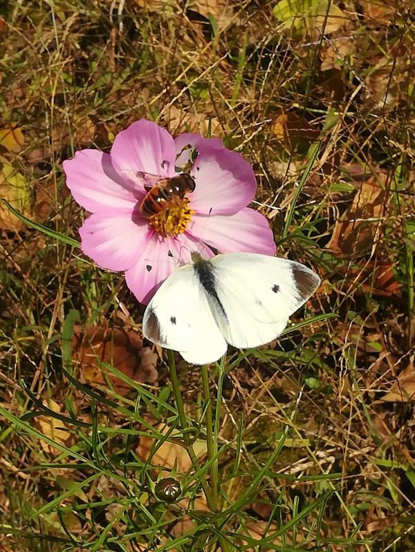 深秋難得一見的蜂蝶共棲 深秋難得一見的蜂蝶共棲