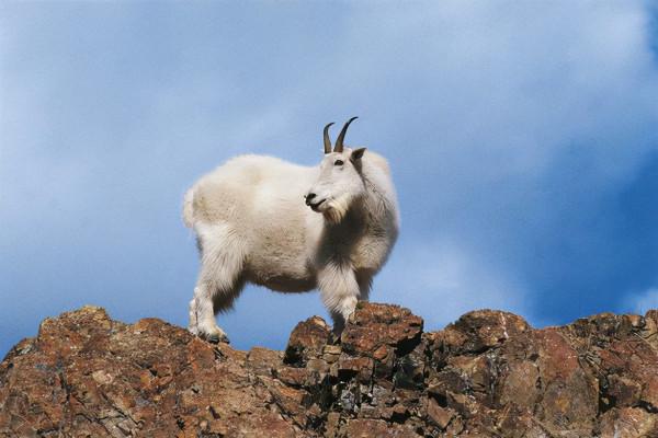 弱肉強食並非一定之規,巨大灰熊山間死亡,兇手竟是一隻山羊 弱肉強食並非一定之規,巨大灰熊山間死亡,兇手竟是一隻山羊