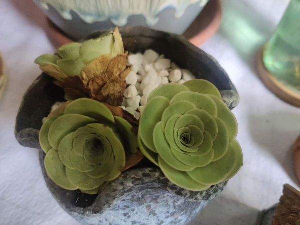 家裡養2種多肉,就能妥妥變成“養肉大戶”,掰個小芽能爆滿盆 家裡養2種多肉,就能妥妥變成“養肉大戶”,掰個小芽能爆滿盆