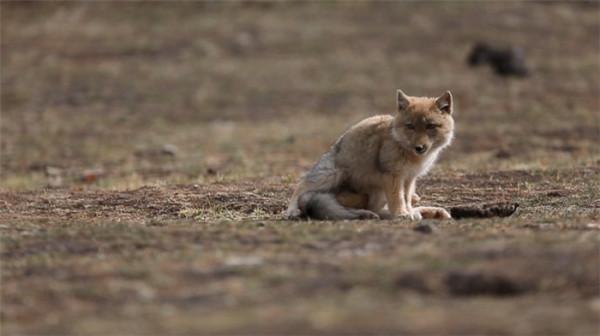 祁連山國家公園裡的動物世界