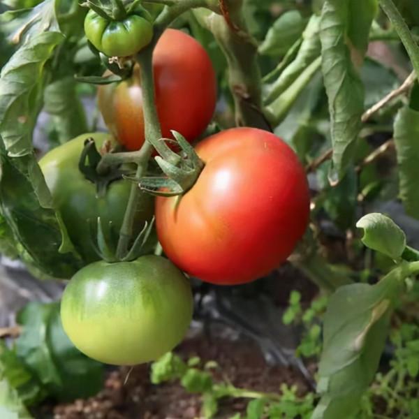 冬季去密雲採摘！香甜的草莓、開花的蔬菜，讓孩子驚喜連連！