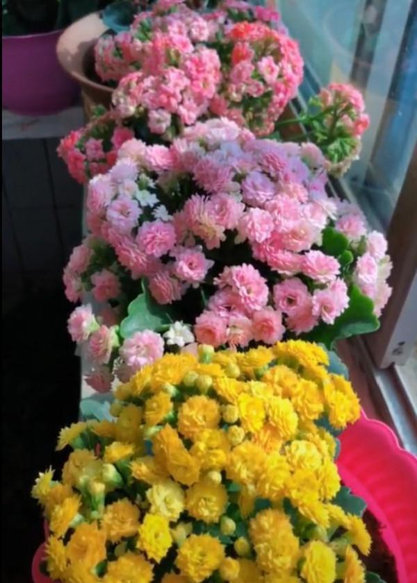 人養花,花亦養人!這11種能養人的“健康花”,建議至少養一種 人養花,花亦養人!這11種能養人的“健康花”,建議至少養一種