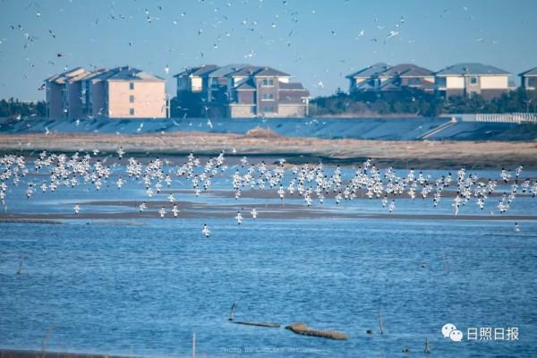 日照 · 冬 · “溼地精靈”​ 日照 · 冬 · “溼地精靈”​