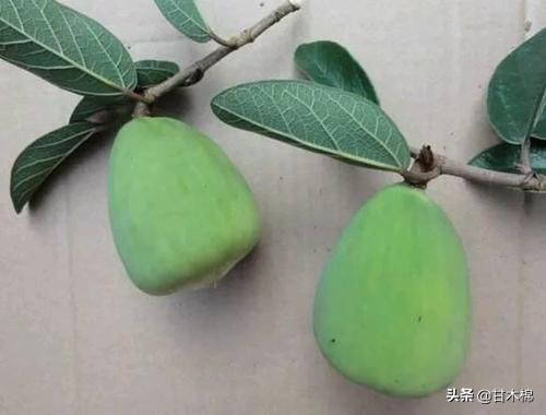 帶你回味童年吃過的46種野果子，記憶中的味道你還記得嗎？