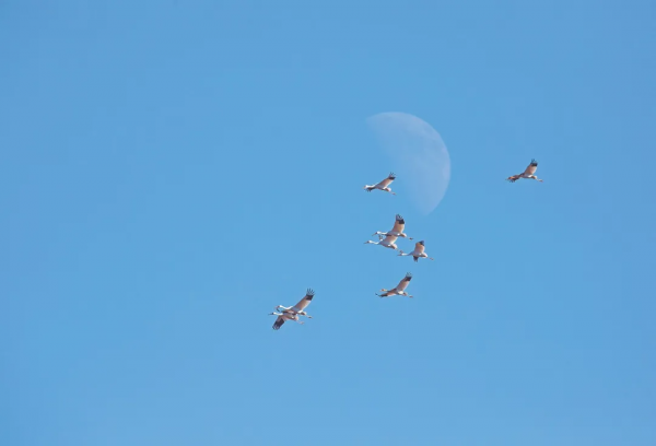 林草科普|黃河口溼地:“鳥類國際機場” 林草科普|黃河口溼地:“鳥類國際機場”