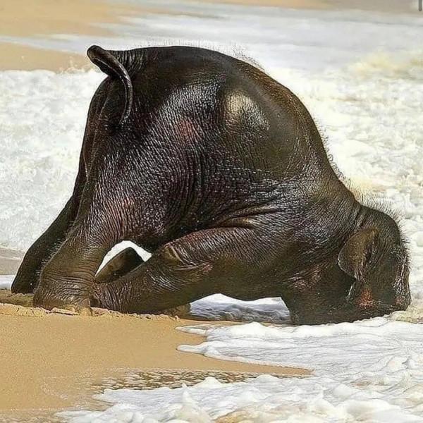 動物界中的龐然大物抓拍,都是動物界中的扛把子,無比壯觀震撼 動物界中的龐然大物抓拍,都是動物界中的扛把子,無比壯觀震撼