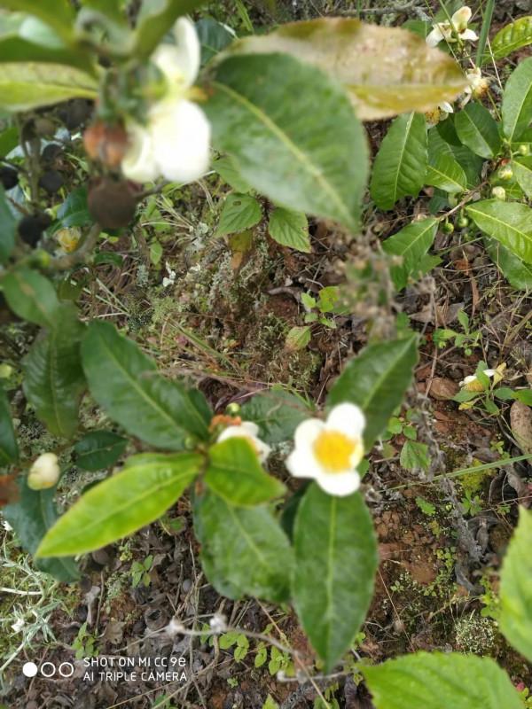 帶你走進茶的世界 帶你走進茶的世界