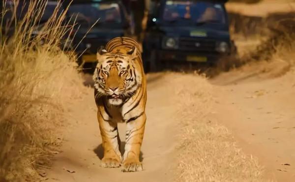 印度珍稀物種 | 有些貓，負責威武就夠了