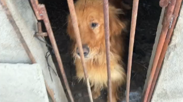 黑龍江：主人外出金毛關豬圈，兩天沒進食的狗狗苦苦哀求卻無人管