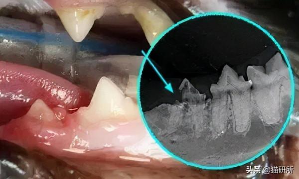 80%貓咪都有牙周炎？貓咪口臭就要警惕