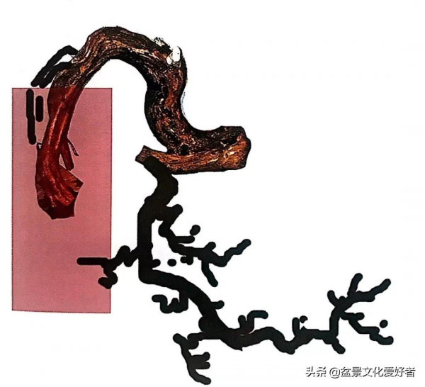 盆景造型案例：盆景製作從一張設計圖開始