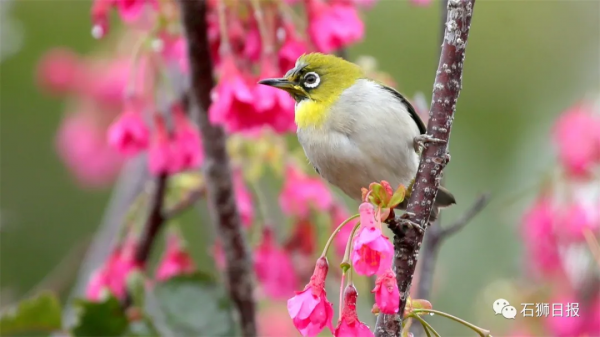 鳥語花香醉遊人，石獅春光藏不住