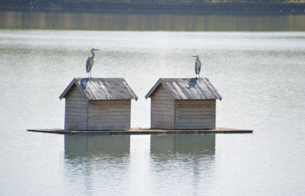 水質好乾擾少,20餘種鳥棲居團城湖 水質好乾擾少,20餘種鳥棲居團城湖
