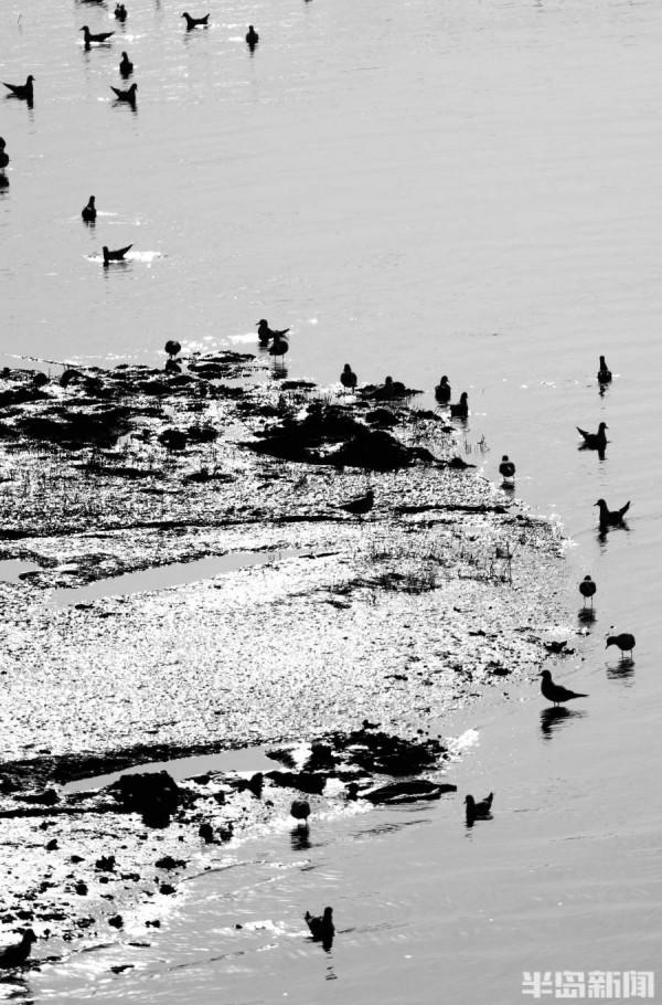 蒼鷺、海鷗、野鴨……候鳥大部隊集結白沙河