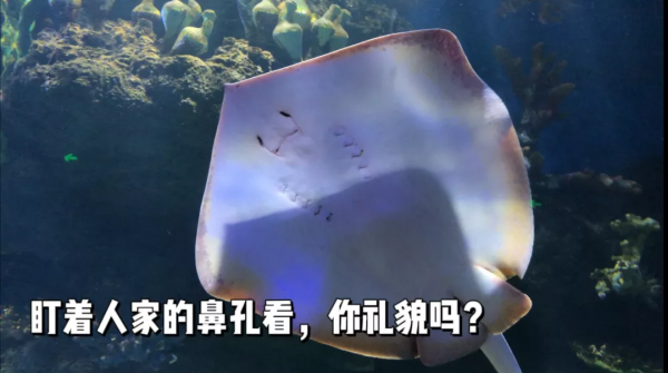 沒想到!華夏文旅這個“笑面虎”竟然是鯊魚的近親 沒想到!華夏文旅這個“笑面虎”竟然是鯊魚的近親