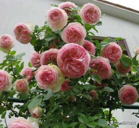 封閉陽臺養月季，高手教你幾招，照樣枝繁葉茂，花開不斷